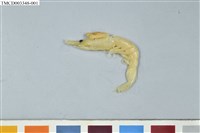 藏品(正櫻蝦)的圖片